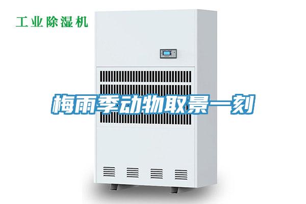 梅雨季動(dòng)物取景一刻